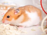 How to divide amber hamsters into male and female?