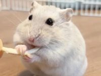 What to do if a hamster bite bleeds?