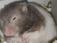 What vaccine should be given for hamster bites?