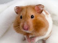 What to do if a hamster bites you?