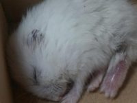 Can a hamster be saved if it is dying?