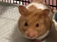 What to do if your hamster dies?