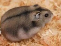 How big can a third-tier hamster grow?