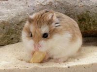 How big can a dwarf hamster grow?