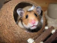 How big can a purple hamster grow?