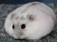 Do spotted hamsters have good personalities?