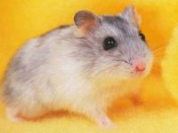 What do spotted hamsters eat?