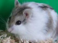 How to raise a spotted hamster?