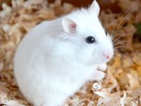 How big can a white bear hamster grow?