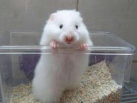 How to raise a white bear hamster?