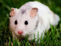 Advantages and disadvantages of white bear hamsters