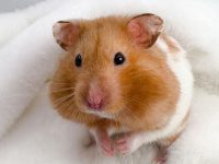 How many types of hamsters are there?