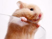 What should I do if a hamster hibernates?