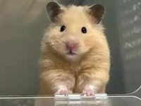 How to awaken hamsters from hibernation?