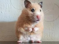 What are the characteristics of hamster pregnancy?