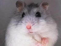 How long does it take for a hamster to get pregnant?