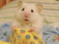 What causes hamsters to lose hair?