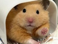 What should I do if my hamster loses hair?