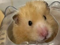 Is it normal for hamsters to shed hair?