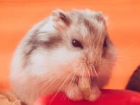 Best type of hamster for pet