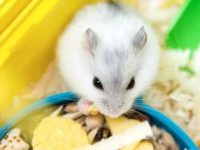 Best places to pet a hamster