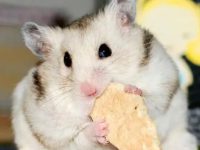 Will you get sick if you touch a hamster?