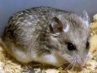 Do pet hamsters have bacteria?