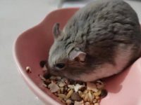 Dwarf hamster lifespan