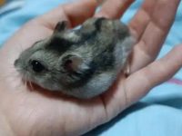 What do dwarf hamsters eat?