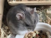 Is it toxic for hamsters to bite humans