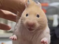 What should I do if a hamster bites me?