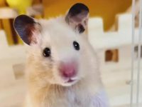 Reasons and solutions for hamsters biting cages