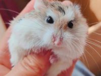 Do hamsters have bacteria?