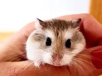 How many varieties of hamsters are there?