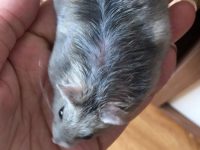 What causes hamsters to lose hair?