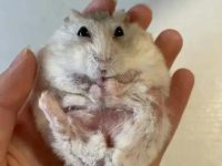 What should I do if my hamster loses hair?