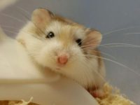 How long does a hamster sleep?