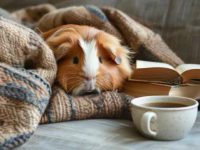 White bear hamster living habits