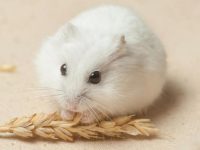 How big can a white bear hamster grow?