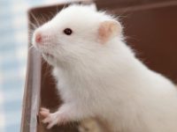 Taboos for keeping white bear hamsters