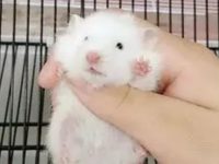 How long does a white bear hamster live?