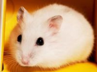 What breed is the white bear hamster?