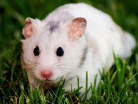 What do white bear hamsters like to eat?