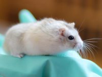 Is the white bear hamster good-tempered?