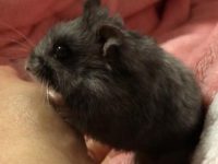 How to raise a black bear hamster?