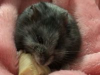 Do black bear hamsters recognize their owners?