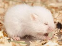 How big of a cage do you need to keep a hamster?