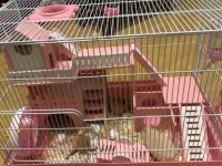 How to choose and place a hamster cage
