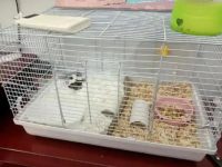 How often should a hamster cage be cleaned?