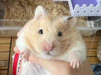 What infectious diseases do pet hamsters have?